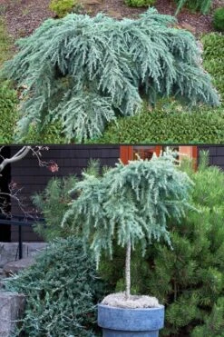 Feelin Blue Deodar Cedar (Single Trunk Tree Form) - 2 Gallon Pot -Trees And Plants Deodar Cedar Feelin Blue 500x750 2