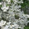 Appalachian Spring White Dogwood - 5 Gallon Pot -Trees And Plants Dogwood Appalachian Spring 1