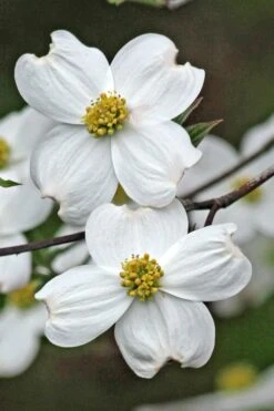 Appalachian Spring White Dogwood - 5 Gallon Pot -Trees And Plants Dogwood Appalachian Spring 2