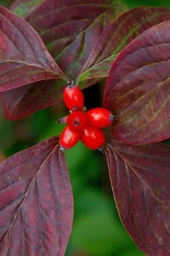 Appalachian Spring White Dogwood - 5 Gallon Pot -Trees And Plants Dogwood Appalachian Spring 3