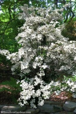 Appalachian Spring White Dogwood - 5 Gallon Pot -Trees And Plants Dogwood Appalachian Spring 4