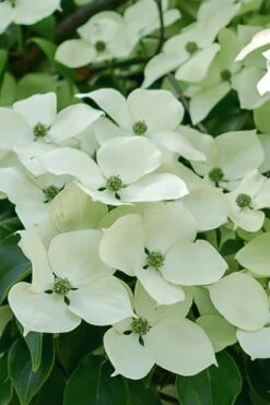Blue Ray White Chinese Dogwood - Cornus Kousa - 2 Gallon Pot -Trees And Plants Dogwood Blue Ray 16