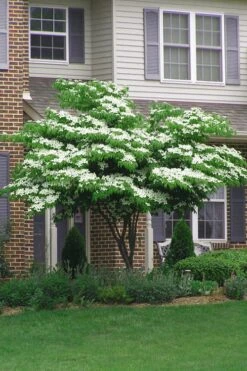 Blue Ray White Chinese Dogwood - Cornus Kousa - 2 Gallon Pot -Trees And Plants Dogwood Blue Ray 4