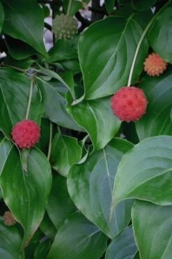 Blue Ray White Chinese Dogwood - Cornus Kousa - 2 Gallon Pot -Trees And Plants Dogwood Blue Ray 6