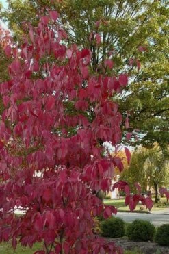 Blue Ray White Chinese Dogwood - Cornus Kousa - 2 Gallon Pot -Trees And Plants Dogwood Blue Ray 7
