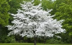 Jean's Appalachian Snow White Dogwood Tree - 7 Gallon Pot (4-5') -Trees And Plants Dogwood Cherokee Princess 50