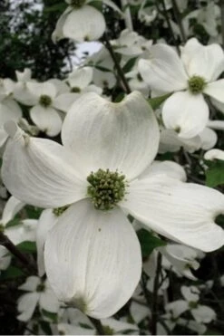 Jean's Appalachian Snow White Dogwood Tree - 7 Gallon Pot (4-5') -Trees And Plants Dogwood Cherokee Princess 500x750 1