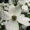 Cherokee Princess White Dogwood - 7 Gallon Pot (4-5')