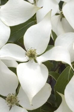 White Kousa Chinese Dogwood (Multi-Trunk) - 7 Gallon Pot (3-4') -Trees And Plants Dogwood Chinese White 15