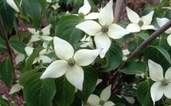 White Kousa Chinese Dogwood (Multi-Trunk) - 7 Gallon Pot (3-4') -Trees And Plants Dogwood Chinese White 2