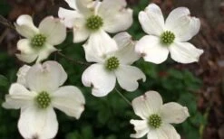 Cherokee Princess White Dogwood - 5 Gallon Pot -Trees And Plants Dogwood Chrokee Princess Flowers