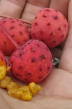 Scarlet Fire Dogwood (Cornus Kousa) - 1 Gallon Pot 17 Scarlet Fire Dogwood (Cornus Kousa) - 1 Gallon Pot -Trees And Plants Dogwood Scarlet Fire 10 1