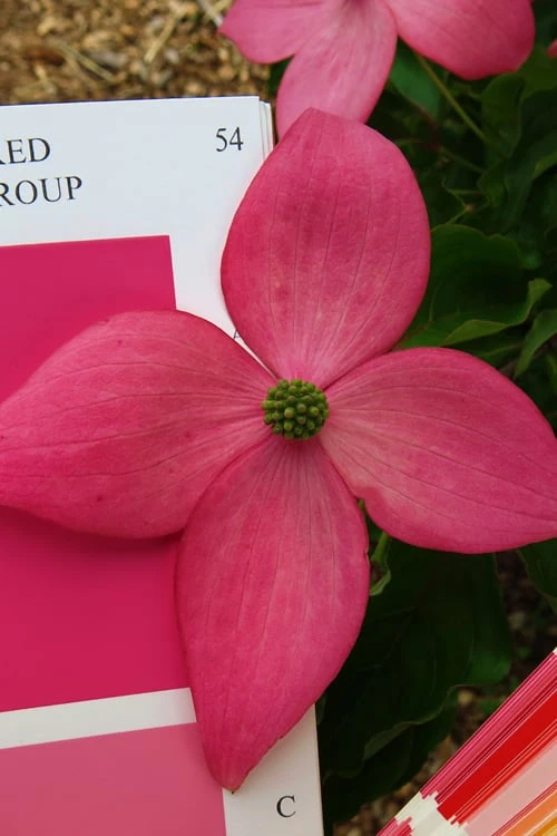 Scarlet Fire Dogwood (Cornus Kousa) - 1 Gallon Pot 3 Scarlet Fire Dogwood (Cornus Kousa) - 1 Gallon Pot