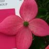 Scarlet Fire Dogwood - Cornus Kousa - 7 Gallon Pot (5-6') -Trees And Plants Dogwood Scarlet Fire 11