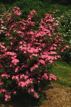 Scarlet Fire Dogwood - Cornus Kousa - 7 Gallon Pot (5-6') -Trees And Plants Dogwood Scarlet Fire 12