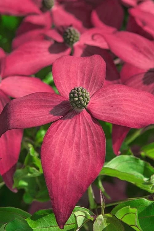 Scarlet Fire Dogwood (Cornus Kousa) - 1 Gallon Pot 7 Scarlet Fire Dogwood (Cornus Kousa) - 1 Gallon Pot - Image 5
