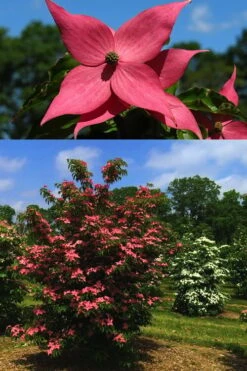 Scarlet Fire Dogwood - Cornus Kousa - 7 Gallon Pot (5-6') -Trees And Plants Dogwood Scarlet Fire 4