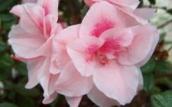 Autumn Belle Encore Azalea - 1 Gallon Pot 9 Autumn Belle Encore Azalea - 1 Gallon Pot -Trees And Plants Encore Azalea Autumn Belle