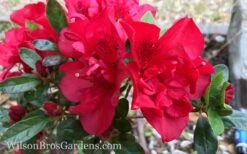 Autumn Fire Encore Azalea - 1 Gallon Pot -Trees And Plants Encore Azalea Autumn Fire 10
