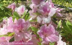 Autumn Sweetheart Encore Azalea - 1 Gallon Pot -Trees And Plants Encore Azalea Autumn Sweetheart 51