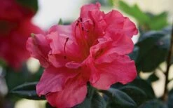 Autumn Rouge Encore Azalea - 1 Gallon Pot -Trees And Plants Encore Azalea Autumn20Rouge