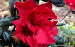 Autumn Fire Encore Azalea - 1 Gallon Pot -Trees And Plants Encore Azalea Fire