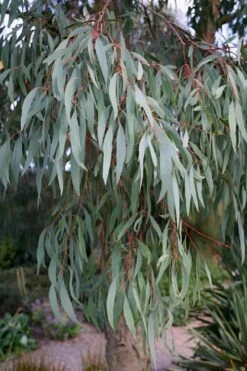 Angus Cold Hardy Eucalyptus Tree (Eucalyptus Nicholii) - 5 Gallon Pot -Trees And Plants Eucalyptus Angus 15
