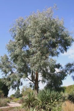 Angus Cold Hardy Eucalyptus Tree (Eucalyptus Nicholii) - 3 Quart Pot -Trees And Plants Eucalyptus Angus 16 1