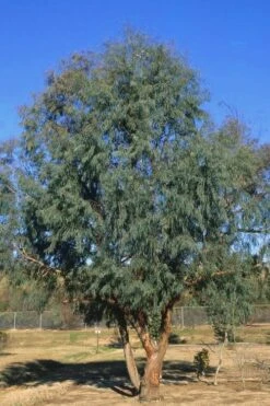 Angus Cold Hardy Eucalyptus Tree (Eucalyptus Nicholii) - 2 Gallon Pot -Trees And Plants Eucalyptus Angus 17 2