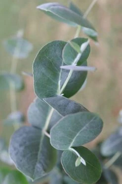 Big O Cold Hardy Eucalyptus Tree (Eucalyptus Neglecta) - 5 Gallon Pot (4-5') -Trees And Plants Eucalyptus Big O 3 500x750 3
