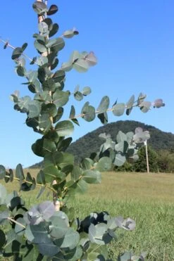 Big O Cold Hardy Eucalyptus Tree (Eucalyptus Neglecta) - 2 Gallon Pot -Trees And Plants Eucalyptus Big O Cold 2 500x750 1