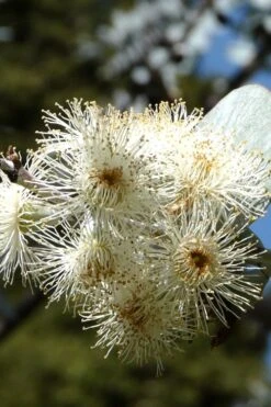 Bluey Cold Hardy Eucalyptus Tree (Eucalyptus Pulverulenta) - 6 Pack Of 1 Gallon Pots -Trees And Plants Eucalyptus Bluey 6 5