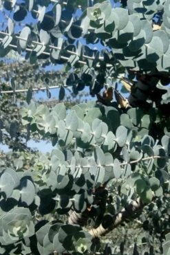 Bluey Cold Hardy Eucalyptus Tree (Eucalyptus Pulverulenta) - 2 Gallon Pot -Trees And Plants Eucalyptus Bluey 8 3