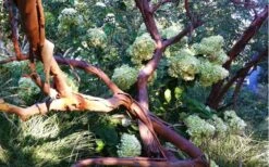 Funky Monkey Cold Hardy Eucalyptus Tree (Eucalyptus Parvula) - Quart Pot -Trees And Plants Eucalyptus Funky Monkey Branches 5