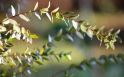 Funky Monkey Cold Hardy Eucalyptus Tree (Eucalyptus Parvula) - 3 Gallon Pot -Trees And Plants Eucalyptus Funky Monkey Leaves