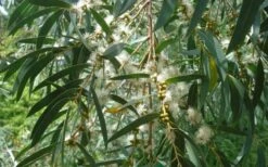 Funky Monkey Cold Hardy Eucalyptus Tree (Eucalyptus Parvula) - 3 Quart Pot 12 Funky Monkey Cold Hardy Eucalyptus Tree (Eucalyptus Parvula) - 3 Quart Pot -Trees And Plants Eucalyptus Funky Monkey Leaves Mature 4