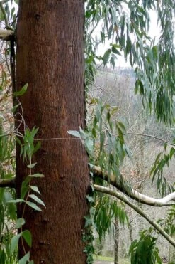 Jersey Girl Cold Hardy Eucalyptus Tree (Eucalyptus Macarthurii) - 6 Pack Of 1 Gallon Pots -Trees And Plants Eucalyptus Jersey Girl 2