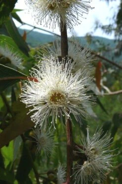 Jersey Girl Cold Hardy Eucalyptus Tree (Eucalyptus Macarthurii) - 1 Gallon Pot -Trees And Plants Eucalyptus Jersey Girl 4 2