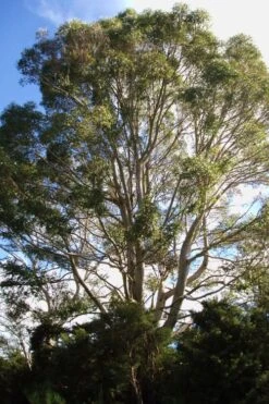 Jersey Girl Cold Hardy Eucalyptus Tree (Eucalyptus Macarthurii) - 1 Gallon Pot -Trees And Plants Eucalyptus Jersey Girl 6 2