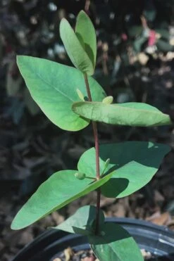 Jersey Girl Cold Hardy Eucalyptus Tree (Eucalyptus Macarthurii) - 2 Gallon Pot -Trees And Plants Eucalyptus Jersey Girl 7 3