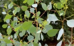 Lucky Country Cold Hardy Eucalyptus Tree (Eucalyptus Camphora) - 1 Gallon Pot 12 Lucky Country Cold Hardy Eucalyptus Tree (Eucalyptus Camphora) - 1 Gallon Pot -Trees And Plants Eucalyptus Lucky Country 1 1