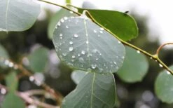 Lucky Country Cold Hardy Eucalyptus Tree (Eucalyptus Camphora) - 1 Gallon Pot 13 Lucky Country Cold Hardy Eucalyptus Tree (Eucalyptus Camphora) - 1 Gallon Pot -Trees And Plants Eucalyptus Lucky Country 2 1