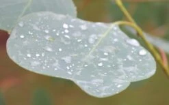 Lucky Country Cold Hardy Eucalyptus Tree (Eucalyptus Camphora) - 3 Gallon Pot -Trees And Plants Eucalyptus Lucky Country 3 3