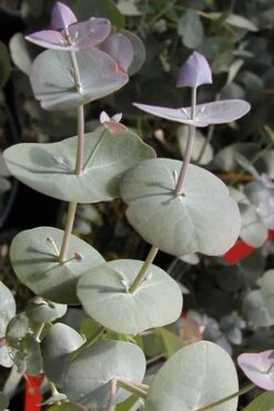 Luna Cold Hardy Eucalyptus Tree (Eucalyptus Perriniana) - 2 Gallon Pot -Trees And Plants Eucalyptus Luna 13 2