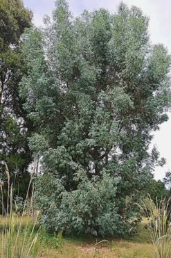 Luna Cold Hardy Eucalyptus Tree (Eucalyptus Perriniana) - Quart Pot -Trees And Plants Eucalyptus Luna 5 1