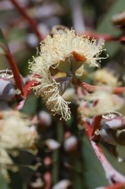 Luna Cold Hardy Eucalyptus Tree (Eucalyptus Perriniana) - 2 Gallon Pot -Trees And Plants Eucalyptus Luna 6 2
