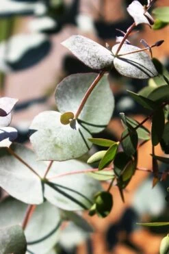 Maggie Cold Hardy Eucalyptus Tree (Eucalyptus Nova Anglica) - Quart Pot 13 Maggie Cold Hardy Eucalyptus Tree (Eucalyptus Nova Anglica) - Quart Pot -Trees And Plants Eucalyptus Maggie 10