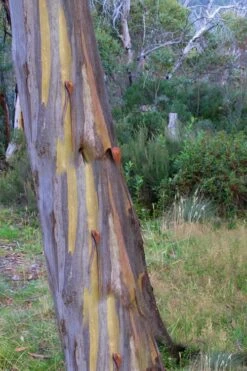 Sheila Cold Hardy Eucalyptus Tree (Eucalyptus Stellulata) - 3 Gallon Pot -Trees And Plants Eucalyptus Sheila 10 1