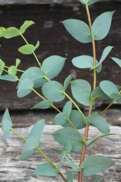 Sheila Cold Hardy Eucalyptus Tree (Eucalyptus Stellulata) - Quart Pot -Trees And Plants Eucalyptus Sheila 2