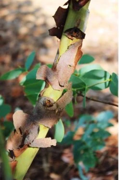 Sheila Cold Hardy Eucalyptus Tree (Eucalyptus Stellulata) - Quart Pot -Trees And Plants Eucalyptus Sheila 9